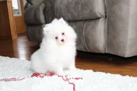 Emerson, a male Pomeranian for sale in Millersburg, OH – Photo 5 of 10