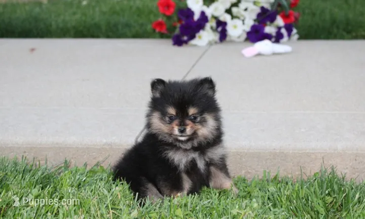 Tilly – Pomeranian puppy for sale in Millersburg, OH