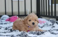 Kira, a female Maltipoo for sale in Millersburg, OH – 3 of 4