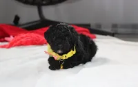 Rocky, a male Yorkipoo for sale in Millersburg, OH – 2 of 10
