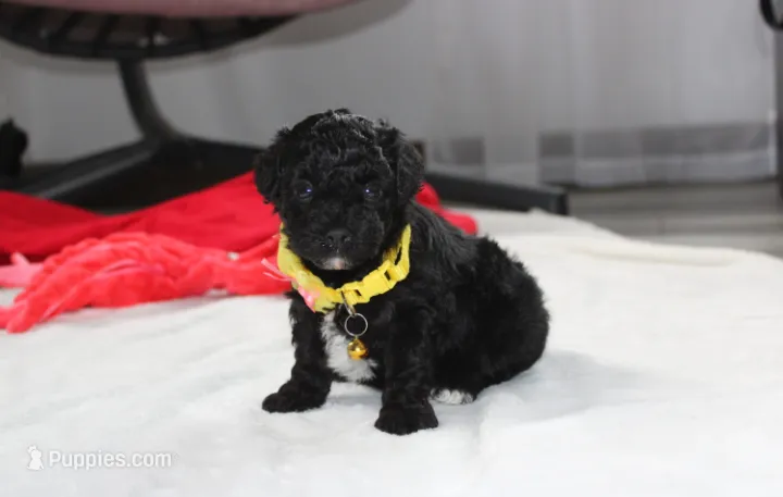 Rocky – Yorkipoo puppy for sale in Millersburg, OH