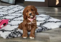 Alexis, a female Cavapoo for sale in Millersburg, OH – Photo 1 of 8