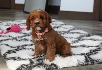 Alexis, a female Cavapoo for sale in Millersburg, OH – Photo 3 of 8