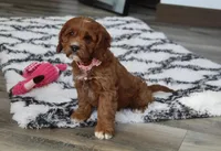 Alexis, a female Cavapoo for sale in Millersburg, OH – Photo 2 of 8