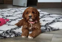 Alexis, a female Cavapoo for sale in Millersburg, OH – Photo 5 of 8