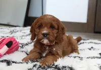 Alexis, a female Cavapoo for sale in Millersburg, OH – Photo 7 of 8