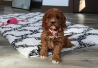 Alexis, a female Cavapoo for sale in Millersburg, OH – Photo 8 of 8
