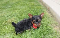 Emmett , a male Yorkipoo for sale in Millersburg, OH – 8 of 8