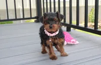 Emmy , a female Yorkipoo for sale in Millersburg, OH – 6 of 6