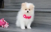 Roxy, a female Pomeranian for sale in Millersburg, OH – 6 of 7
