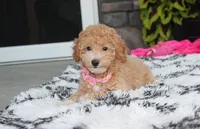 Kallista , a female Bichpoo for sale in Millersburg, OH – 4 of 10