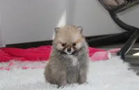 Bonnie, a female Pomeranian for sale in Millersburg, OH – 6 of 10