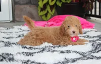 Kalila, a female Bichpoo for sale in Millersburg, OH – 1 of 5
