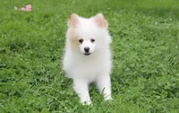 Luna, a female Pomeranian for sale in Millersburg, OH – 2 of 9