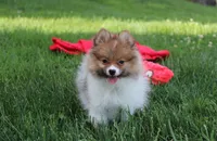 Theo, a male Pomeranian for sale in Millersburg, OH – 5 of 10