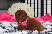 Sugar, a female Bichpoo for sale in Millersburg, OH – 6 of 8