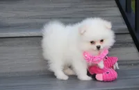 Reese, a female Pomeranian for sale in Millersburg, OH – 5 of 10
