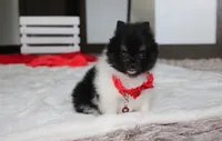 ZIGGY, a male Pomeranian for sale in Millersburg, OH – 3 of 7