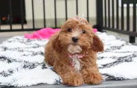 Felicity , a female Cavapoo for sale in Millersburg, OH – 9 of 10