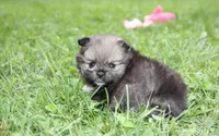 Jazzy, a female Pomeranian for sale in Millersburg, OH – 9 of 10