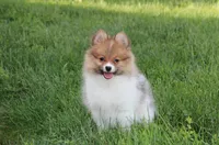 Theo, a male Pomeranian for sale in Millersburg, OH – 8 of 10