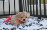 Kirian, a male Maltipoo for sale in Millersburg, OH – 4 of 5