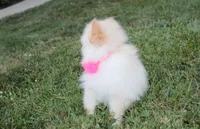 Ruby, a female Pomeranian for sale in Millersburg, OH – 5 of 7