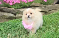 Lexi, a female Pomeranian for sale in Millersburg, OH – 3 of 8