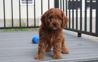 Major , a male Cavapoo for sale in Millersburg, OH – 4 of 9