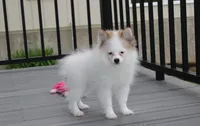 Cora, a female Pomeranian for sale in Millersburg, OH – 2 of 8