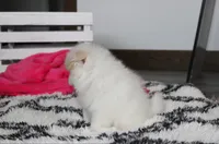 Roxy, a female Pomeranian for sale in Millersburg, OH – 5 of 7