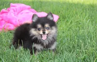 Tilly, a female Pomeranian for sale in Millersburg, OH – 5 of 10