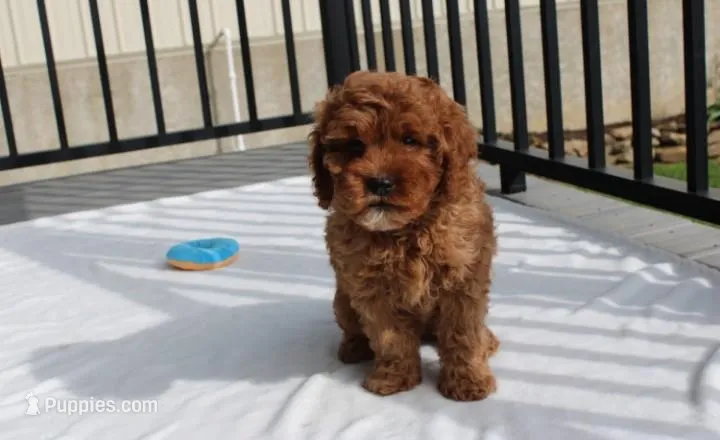 Dexter  – Cavapoo puppy on hold in Millersburg, OH