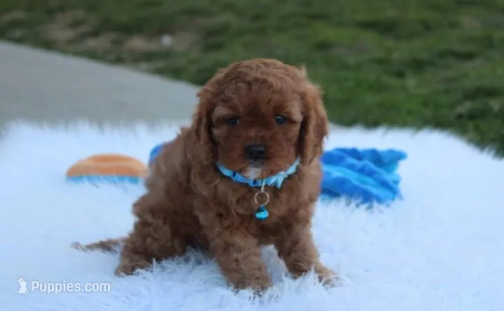 Dexter , a male Cavapoo for sale in Millersburg, OH – Photo 1 of 4