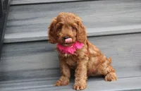Lacie, a female Cockapoo for sale in Millersburg, OH – 8 of 8