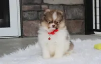 Bentley , a male Pomeranian for sale in Millersburg, OH – 5 of 10