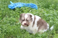 Bentley , a male Pomeranian for sale in Millersburg, OH – 2 of 8