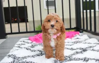Felicity , a female Cavapoo for sale in Millersburg, OH – 8 of 10