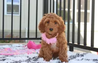 Lily, a female Cockapoo for sale in Millersburg, OH – 4 of 5