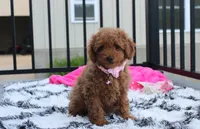 Sierra , a female Poodle - Miniature  for sale in Millersburg, OH – 4 of 7