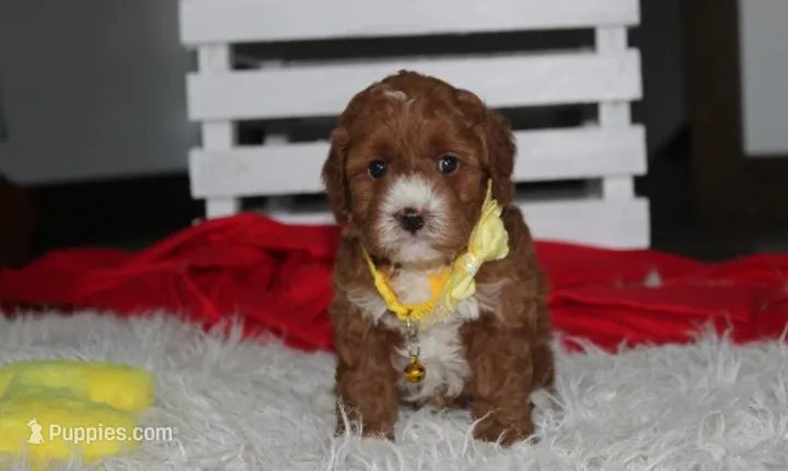 Mateo – Cavapoo puppy for sale in Millersburg, OH