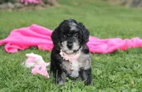 Bella, a female Poodle - Miniature  for sale in Millersburg, OH – 4 of 10