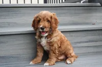 Logan, a male Cockapoo for sale in Millersburg, OH – 5 of 7