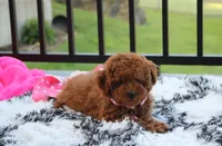 Sasha , a female Poodle - Miniature  for sale in Millersburg, OH – 5 of 10