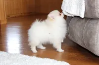 Tiny Teddy, a male Pomeranian for sale in Millersburg, OH – Photo 5 of 10