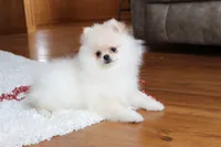 Tiny Teddy, a male Pomeranian for sale in Millersburg, OH – Photo 2 of 10