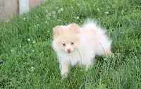 Teddy , a male Pomeranian for sale in Millersburg, OH – 5 of 9