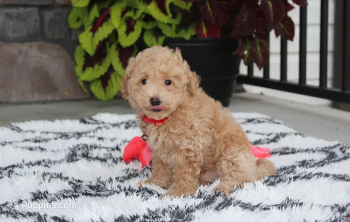 Kelby – Bichpoo puppy for sale in Millersburg, OH