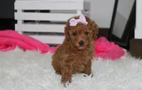 Sierra , a female Poodle - Miniature  for sale in Millersburg, OH – 2 of 7