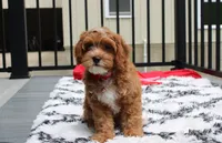 Freddy , a male Cavapoo for sale in Millersburg, OH – 5 of 8